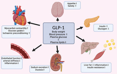 GLP-1 Mechanism