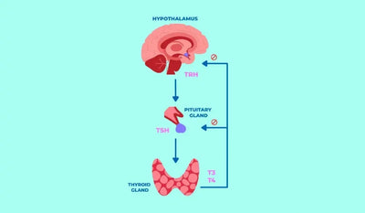 Hormonal Regulation